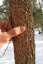 Load image into Gallery viewer, Green Ash Seedling