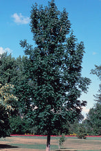 Load image into Gallery viewer, Green Ash Seedling