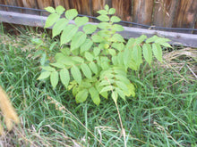 Load image into Gallery viewer, 2 year old black walnut seedling
