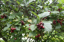 Load image into Gallery viewer, Black Hawthorn