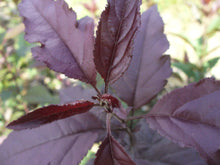 Load image into Gallery viewer, deep purple crabapple