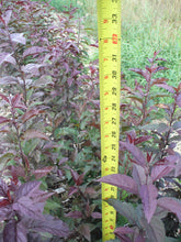 Load image into Gallery viewer, deep purple crabapple seedlings