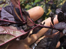 Load image into Gallery viewer, Deep Purple Crabapple leaves and stem