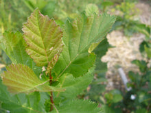 Load image into Gallery viewer, Hawthorn leaves