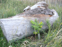 Load image into Gallery viewer, 2 year old Black Walnut seedling