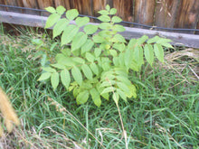 Load image into Gallery viewer, 2 year old black walnut seedling