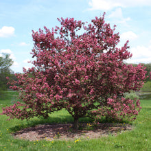 Load image into Gallery viewer, deep purple crabapple