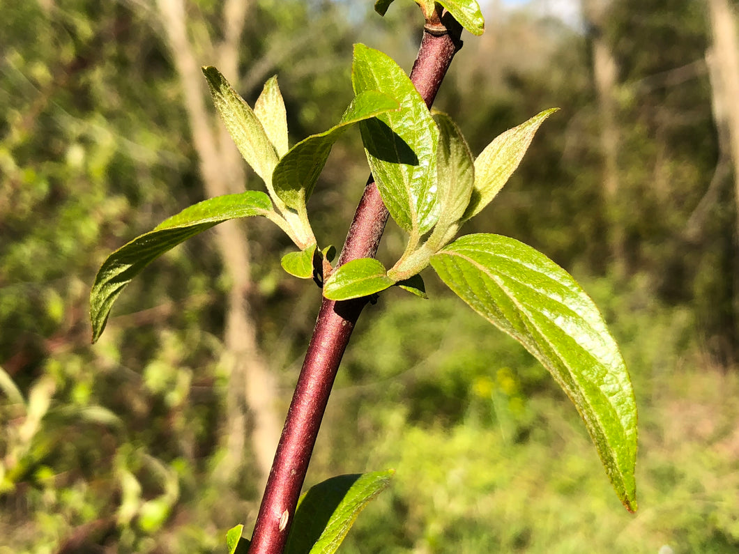 Red Osier Dogwood
