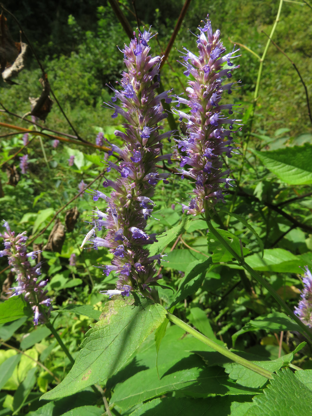 Horse Mint