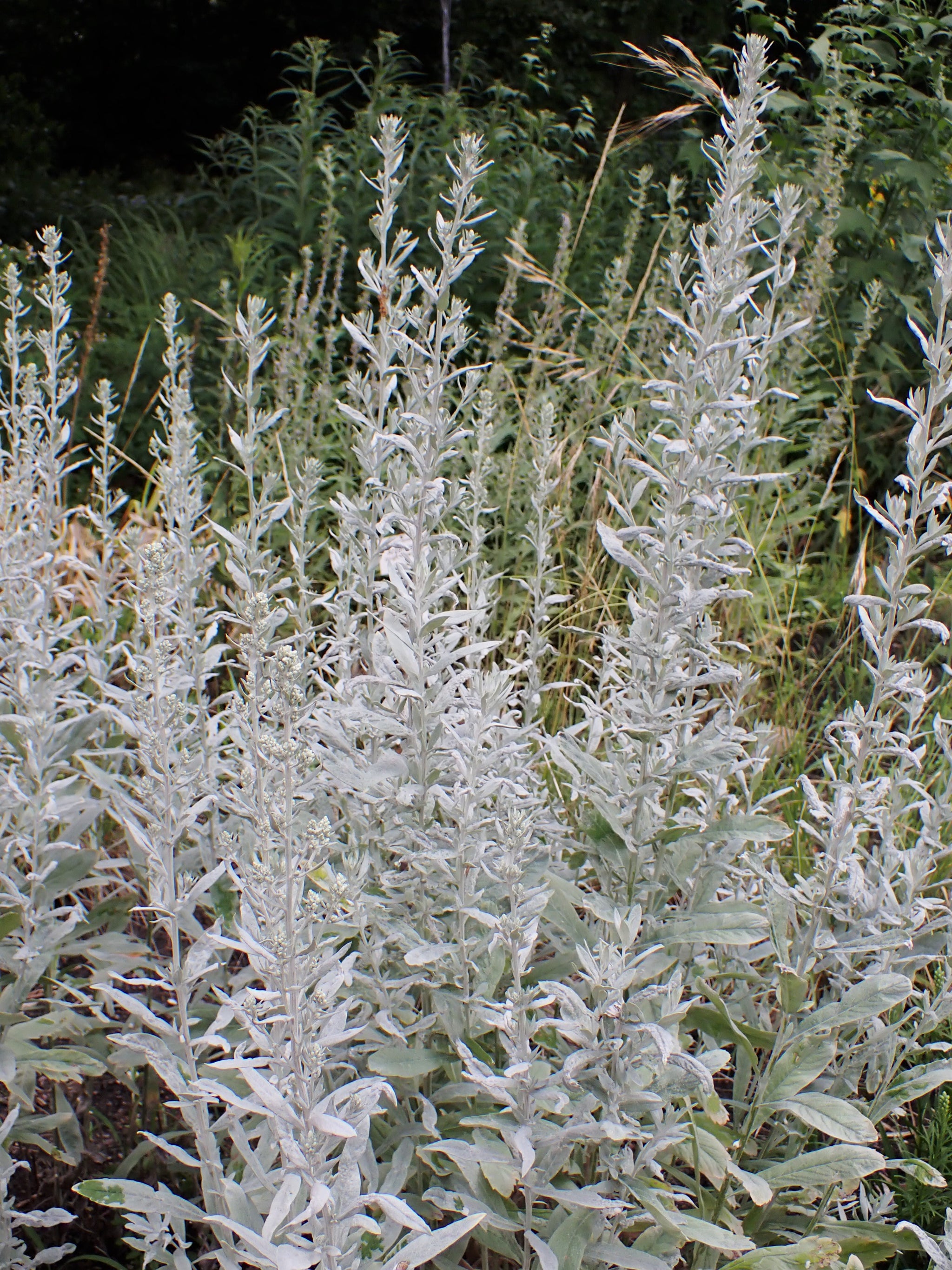 Artemisia ludoviciana rhizome – Mountain Time Farm