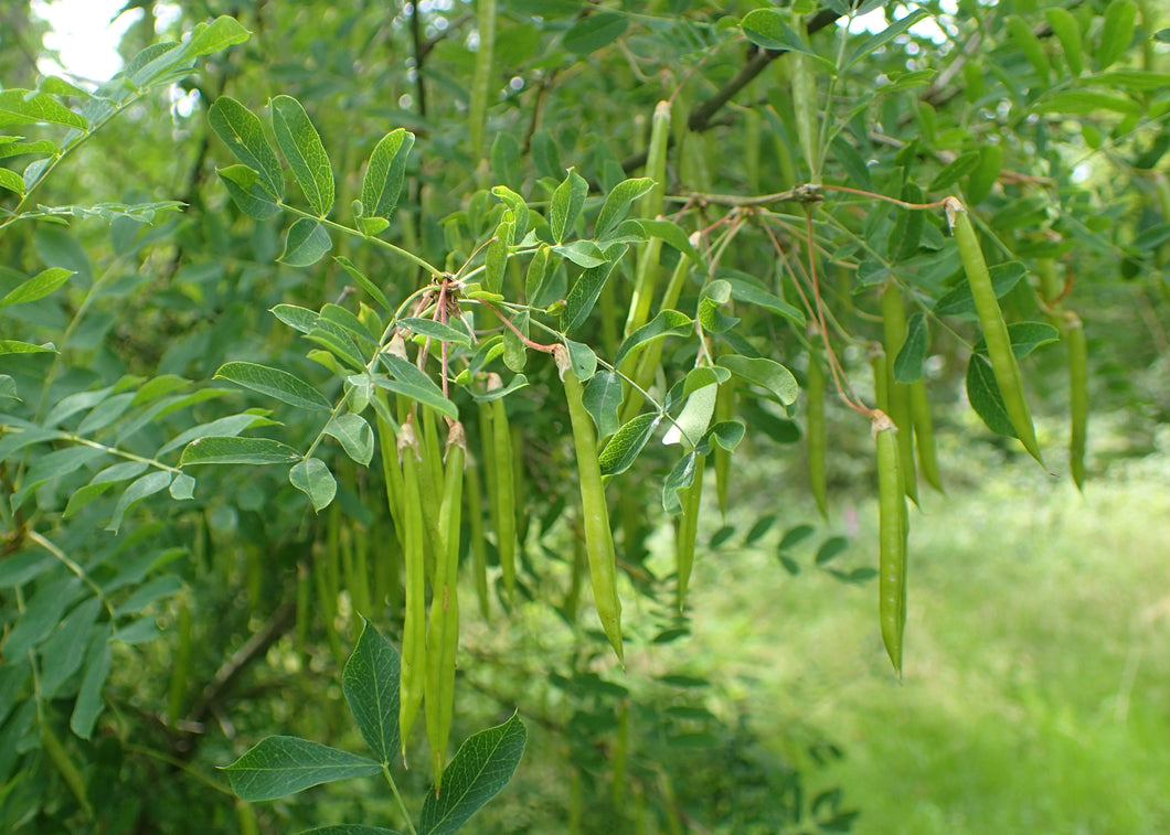 Caragana (Siberian Pea Shrub)