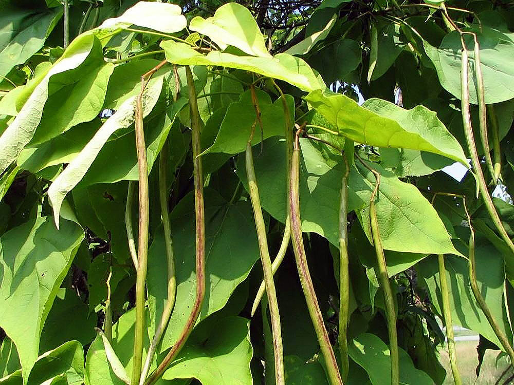 Northern Catalpa