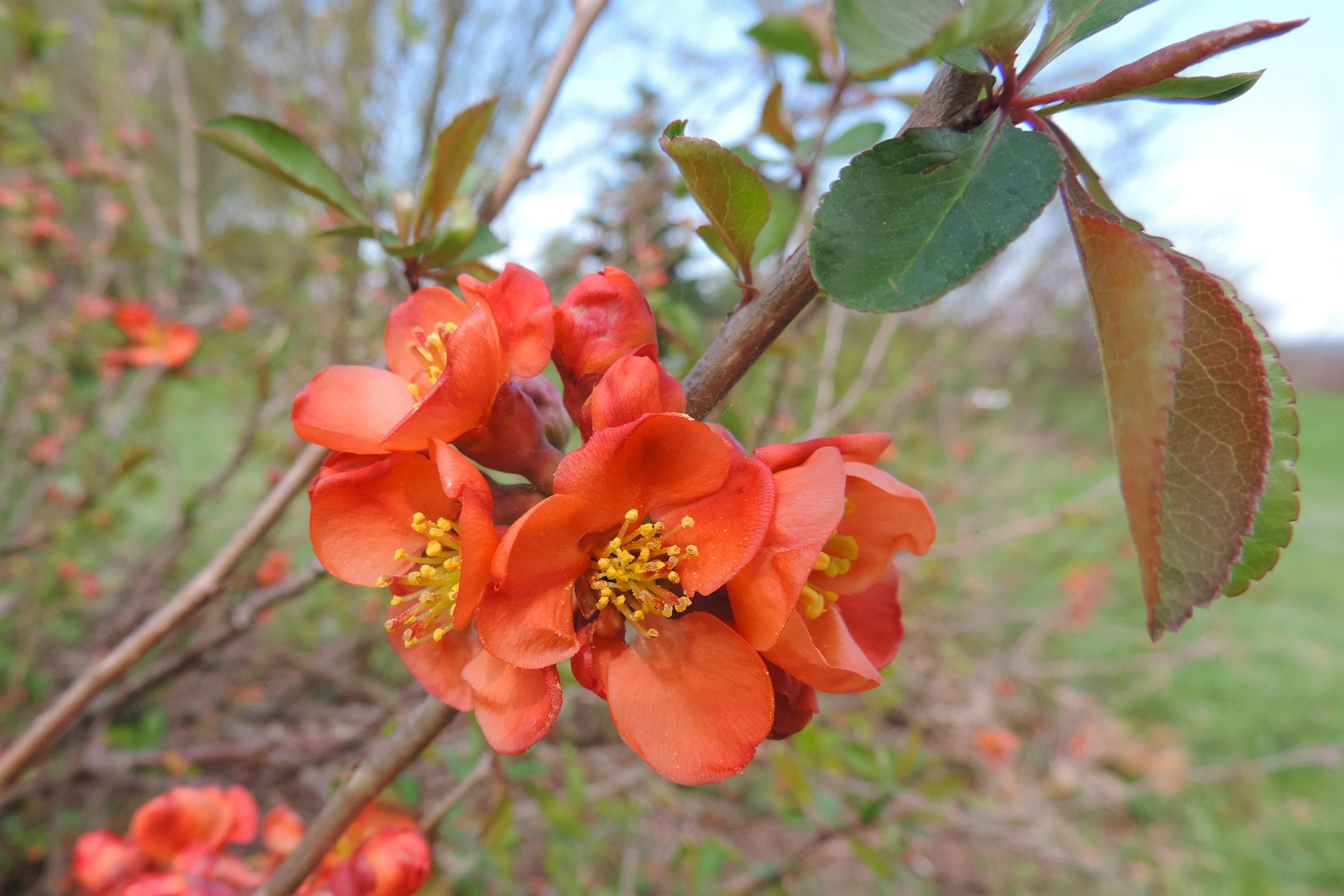 Japanese Flowering Quince (Chaenomeles Cathayensis) – Mountain Time Farm