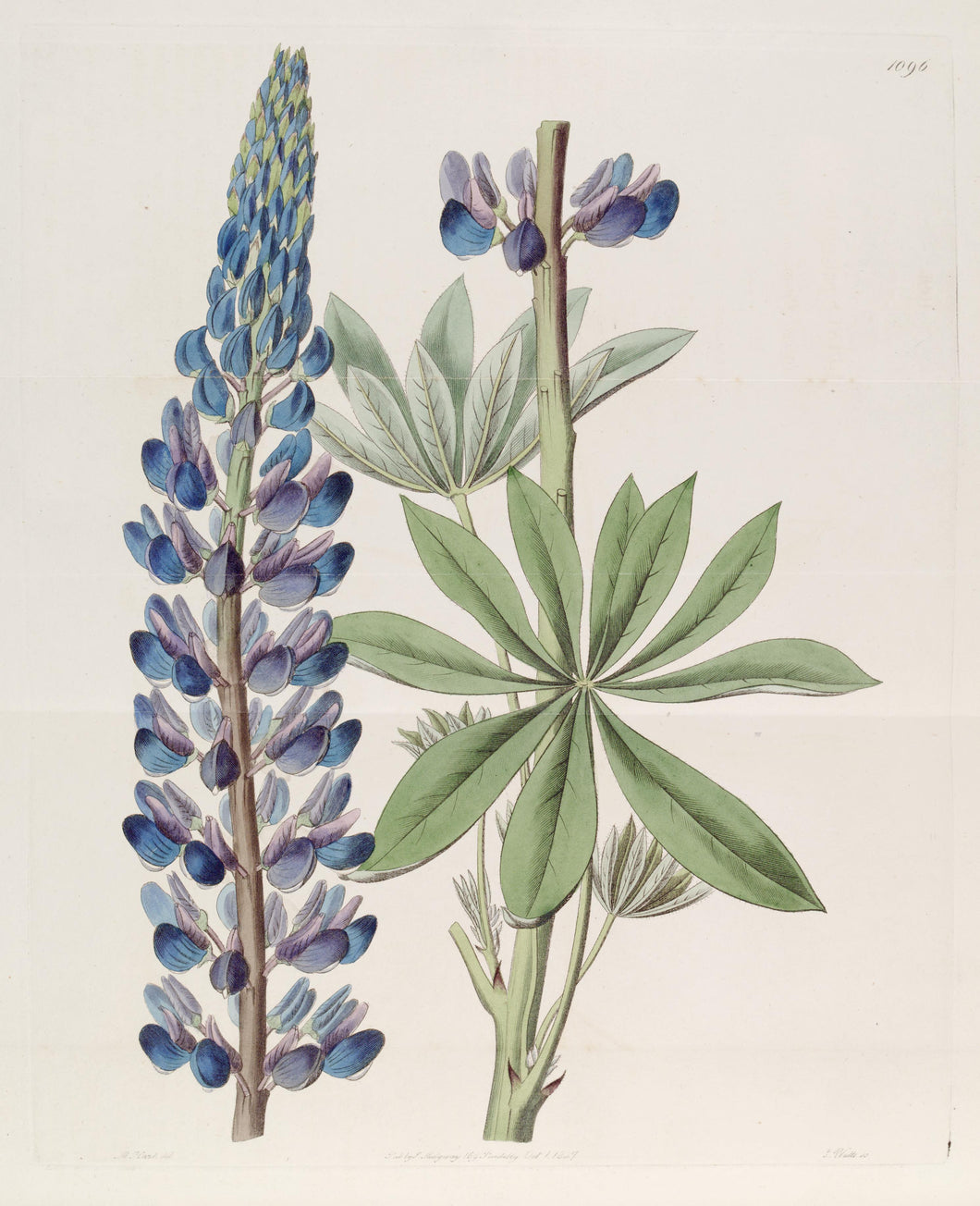Lupine