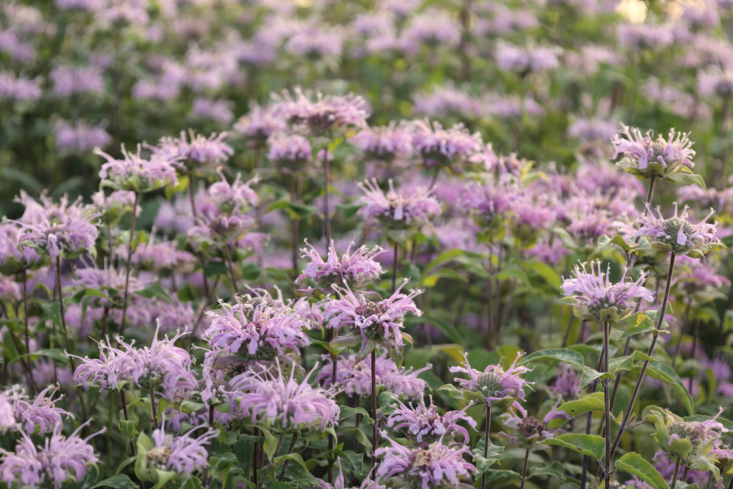 Beebalm
