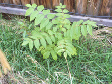 Load image into Gallery viewer, 2 year old black walnut seedling
