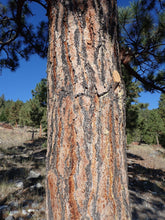 Load image into Gallery viewer, Ponderosa Pine
