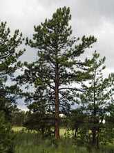 Load image into Gallery viewer, Ponderosa Pine
