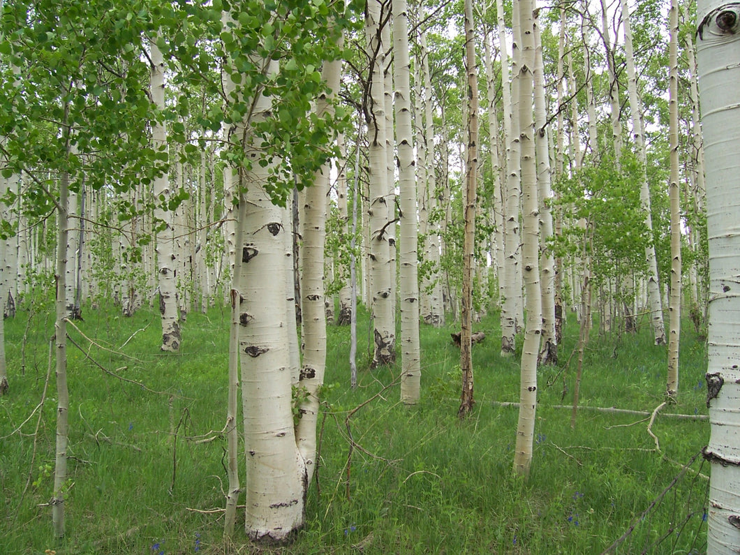 Aspen, Quaking