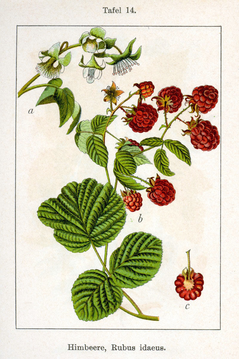 Ultra Vigorous Raspberries