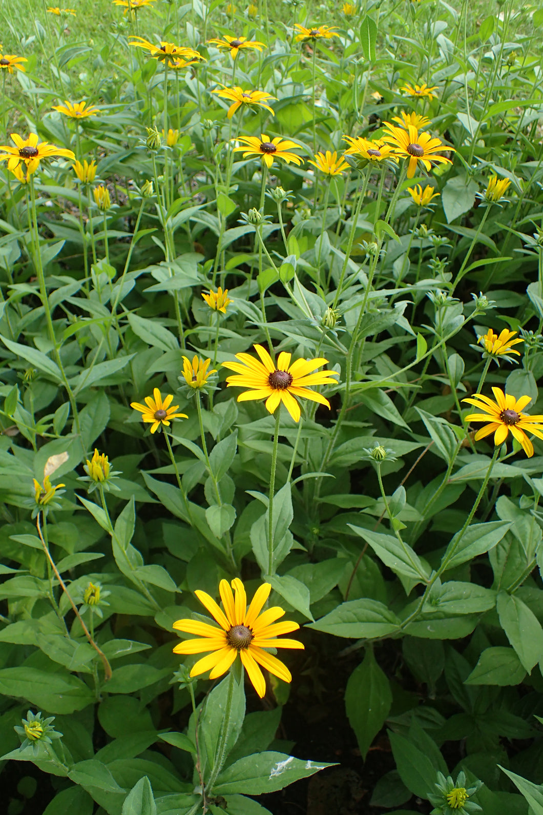 Black Eyed Susan