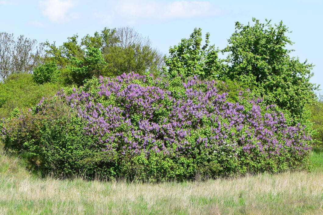 Common Lilac