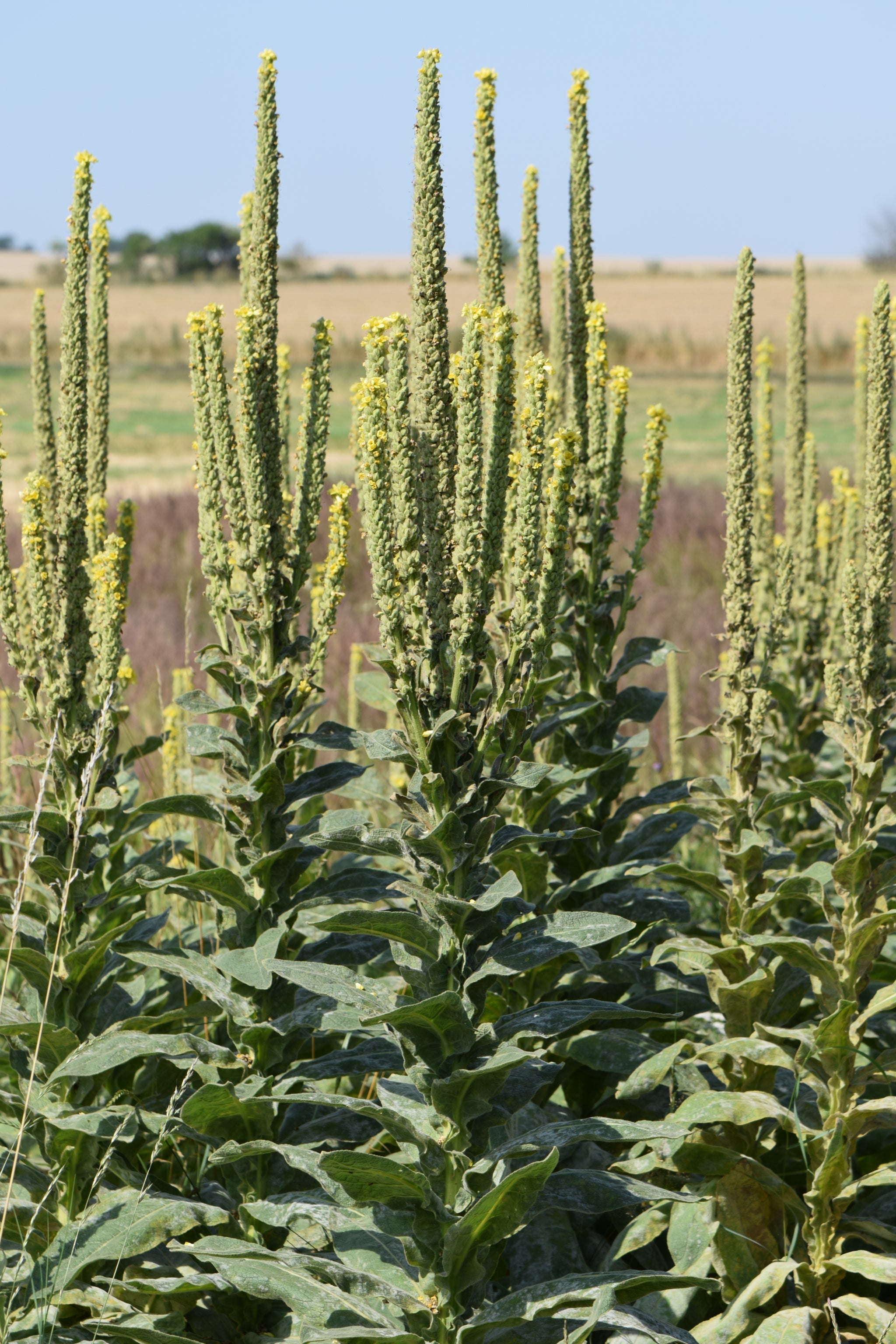 Mullein