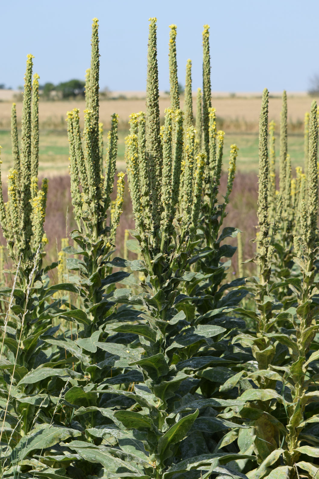 Mullein