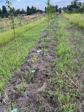 Load image into Gallery viewer, Food Forest Design and Installation
