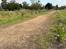 Load image into Gallery viewer, Food Forest Design and Installation
