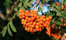 Load image into Gallery viewer, Mountain Ash Seedling
