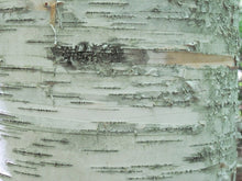 Load image into Gallery viewer, Paper Birch Seedling

