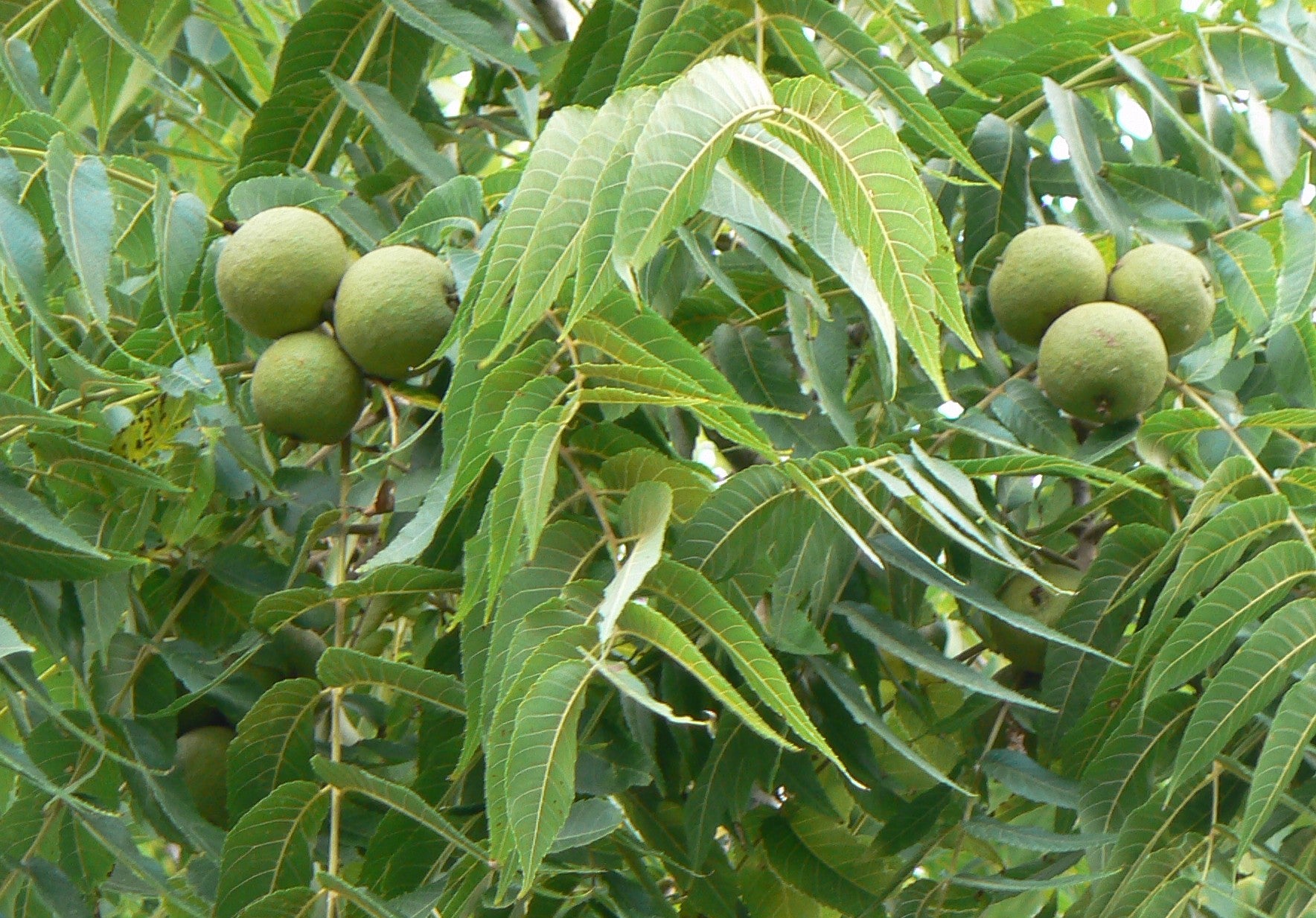 Missoula Black Walnut Seedling – Mountain Time Farm
