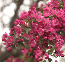 Load image into Gallery viewer, big purple crabapple
