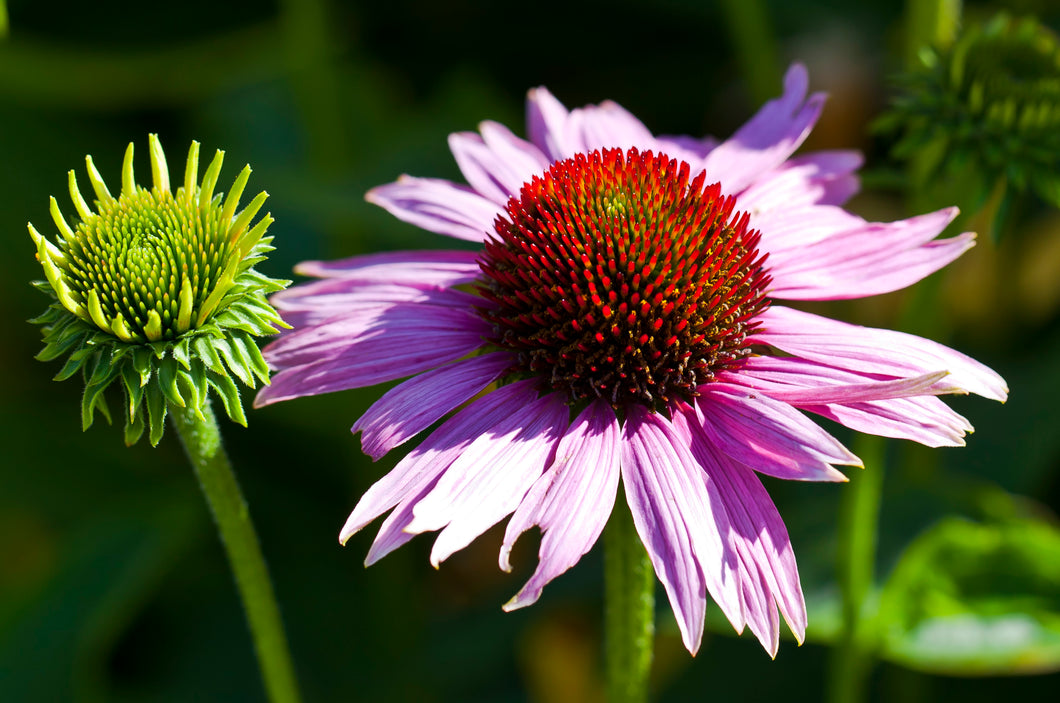Echinacea Seedling