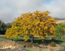 Load image into Gallery viewer, Honey Locust 2-year Seedling
