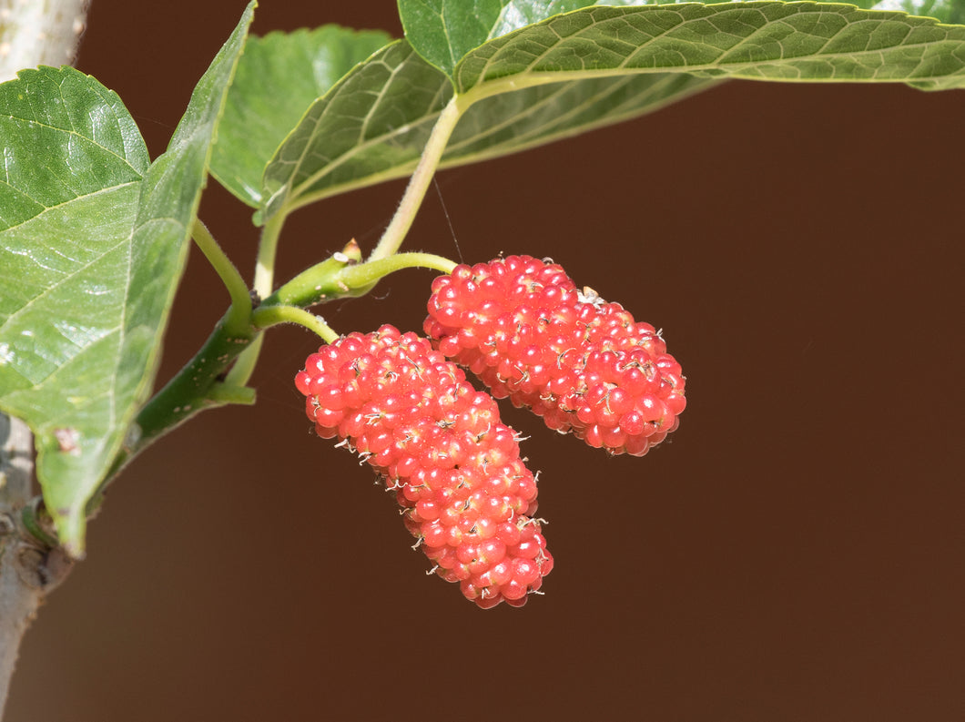 Red Mulberry 3rd-year Seedling
