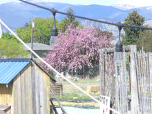 Load image into Gallery viewer, big purple crabapple
