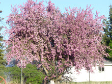 Load image into Gallery viewer, big purple crabapple
