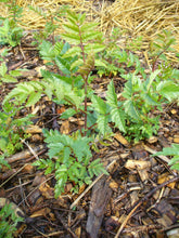 Load image into Gallery viewer, Mountain Ash seedlings
