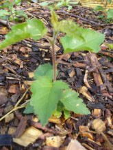 Load image into Gallery viewer, Paper Birch seedling
