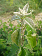 Load image into Gallery viewer, Fuzzy new leaves of a quince seedling
