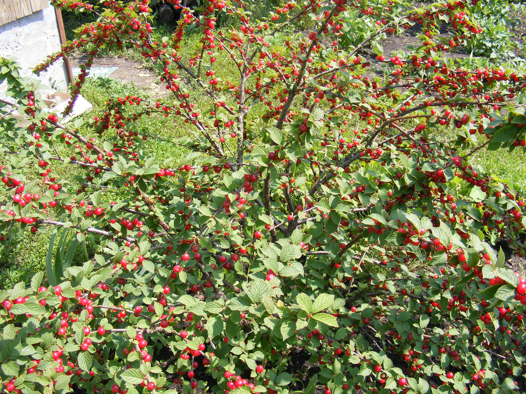 Nanking Cherry