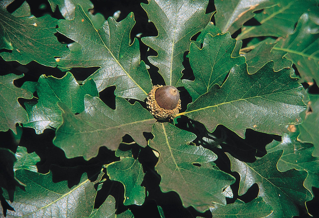Ashworth Bur Oak Seedling