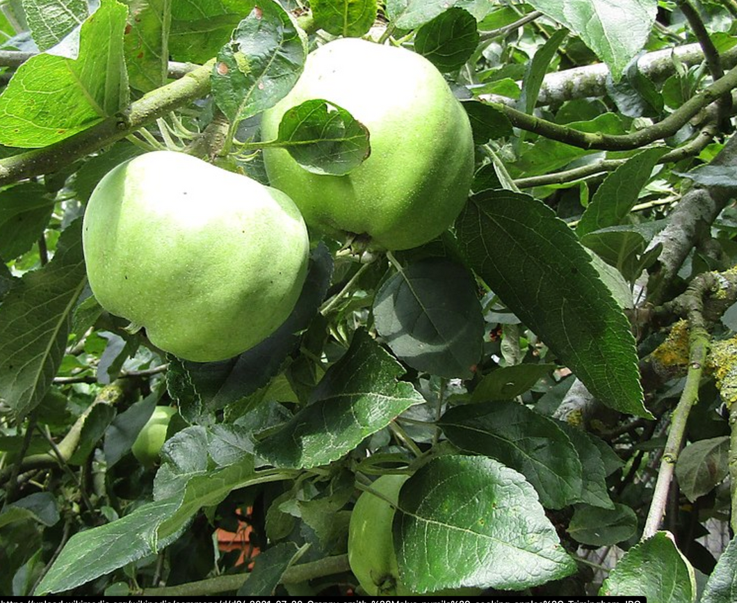 Granny Smith Apple Seedling